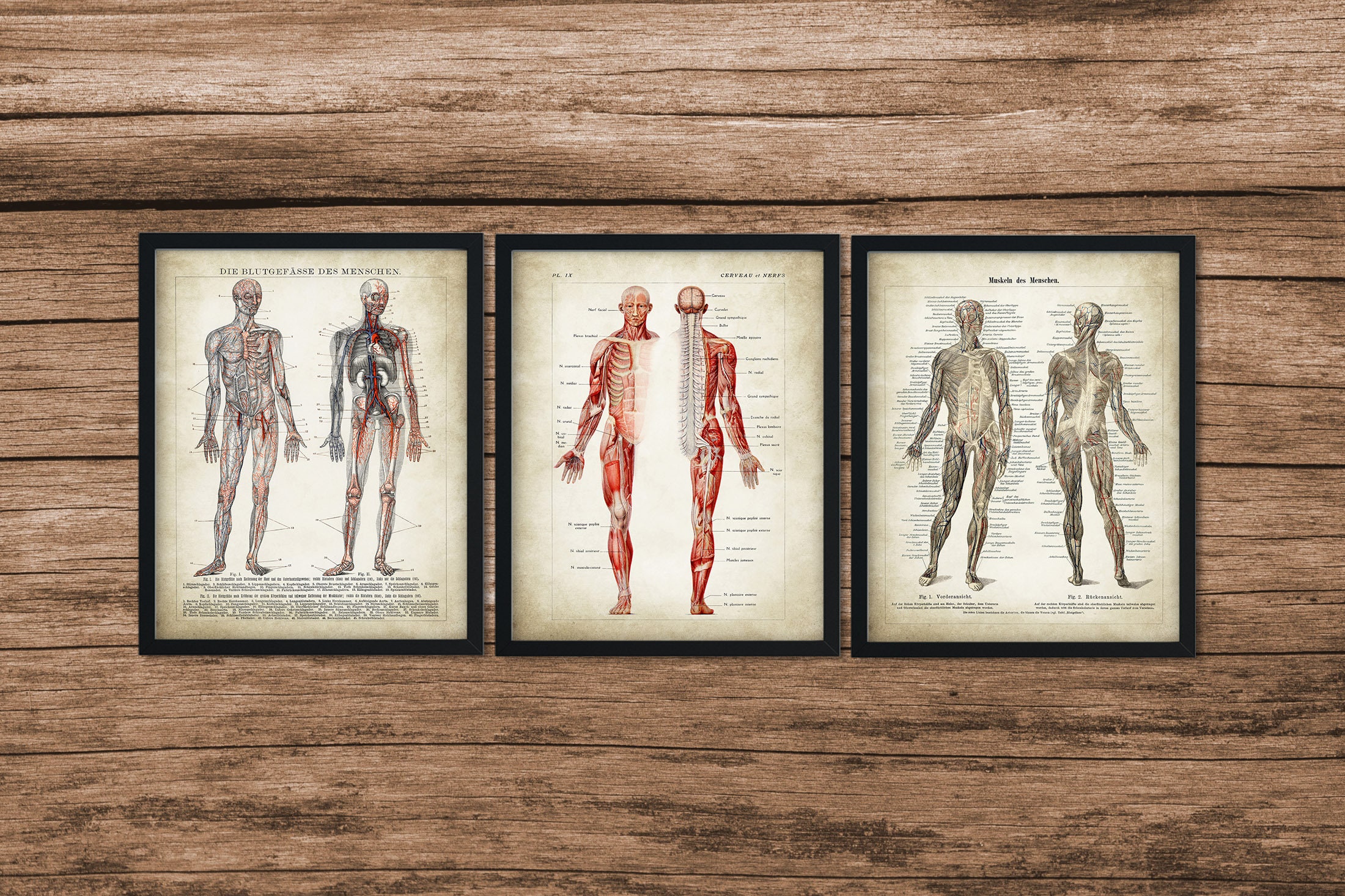 ANATOMY print SET of 3 Art Prints Antique Anatomy Medical Etsy