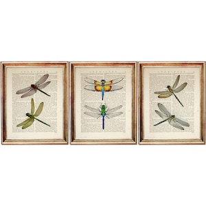 Set of 3 Prints, Dragonfly Art Print Set, Dragonfly Dictionary Art Print, Dragonfly Artwork, Insect Wall Hanging
