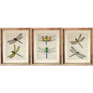 Lot de 3 impressions d'art, décoration murale libellule, impression libellule vintage, dictionnaire d'histoire naturelle impression d'art art mural chambre d'enfant image 1