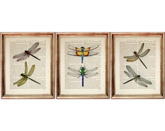 Set of 3 Art Prints, Dragonfly Wall Decor, Vintage Dragonfly Print, Natural History Dictionary Art Print Nursery Wall Art