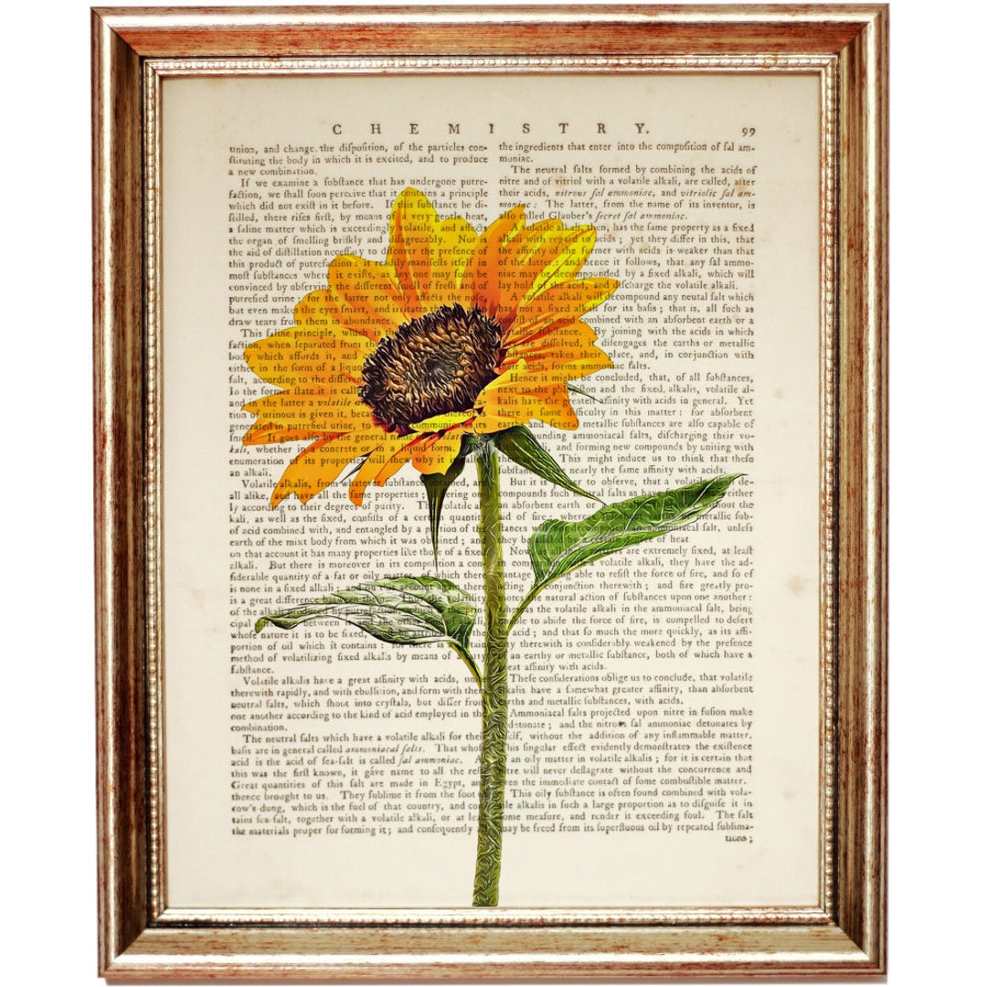 Bright Sunflower Dictionary Art Print, Vintage Botanical Antique Book Page, Floral Home Wall ...