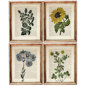 Ensemble de 4 fleurs d'art mural, oeuvre d'art botanique, affiche tournesol, oeuvre d'art menthe, décoration murale marguerite bleue, impression d'art dictionnaire de fleurs sauvages