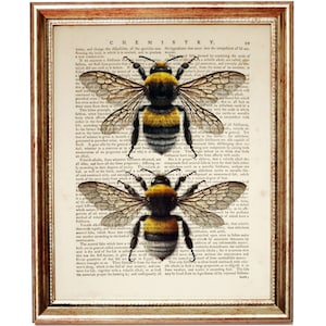 May include: Two detailed illustrations of bumblebees with black and yellow stripes, wings spread, on a vintage book page with text about chemistry.