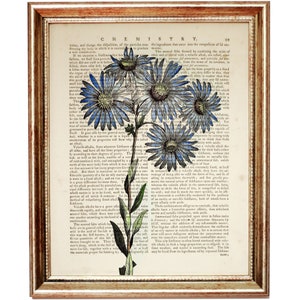 Blaues Gänseblümchen, Wildblumen Wörterbuch Seite, Kunst, Antike botanische Wandkunst, Blumen Haus Wanddekor, Blumen Poster