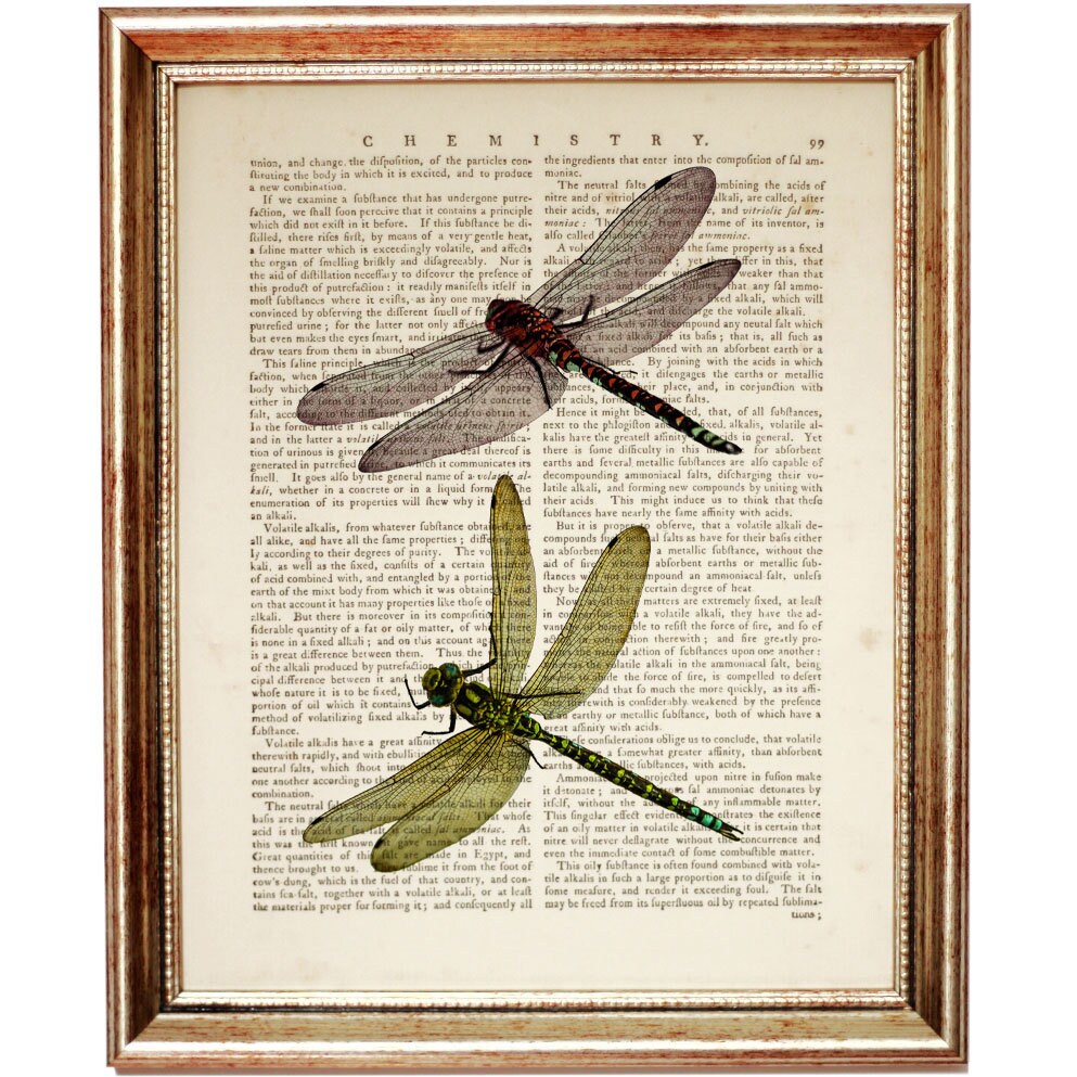 Set of 4 Dragonfly and Butterfly Prints, Nature Vintage Dictionary Art ...