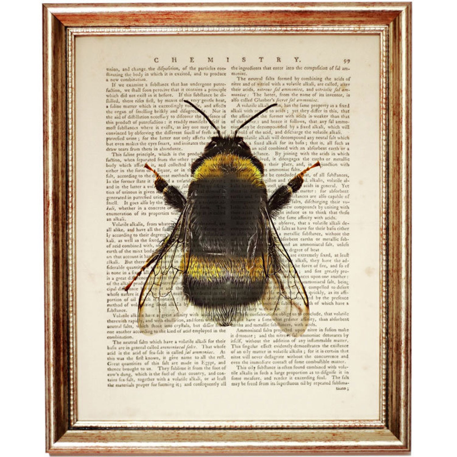 Set of 6 Bumble Bee Dictionary Art Print Honey Bee Wall Etsy UK