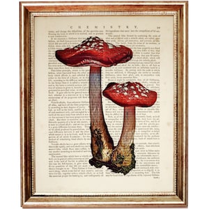 May include: Two red and white mushrooms with white spots on a vintage book page with text about chemistry. The mushrooms are in focus and the text is blurred.