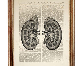 Stampa di una pagina di un libro vintage sull'anatomia del rene umano, regalo per studenti di medicina, decorazione per la parete dello studio medico, arte anatomica da parete, decorazione scientifica gotica.