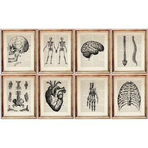 Set of 8 Prints, Anatomy Poster, Human Anatomy Art, Medical Dictionary Art Print, Vintage Anatomical Heart Print