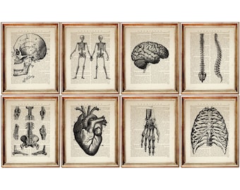 Set of 8 Prints, Anatomy Poster, Human Anatomy Art, Medical Dictionary Art Print, Vintage Anatomical Heart Print