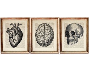Anatomisches Herz Trio Art Prints, 3er Set Menschliche Anatomie Wandkunst, Gehirn Poster, Schädel-Wörterbuch-Kunstdruck-Sammlung 5x7 & 8x10 Wanddekor