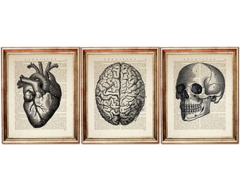 Set of 3 Anatomy Art Prints, Skull, Heart, Brain, Dictionary Art