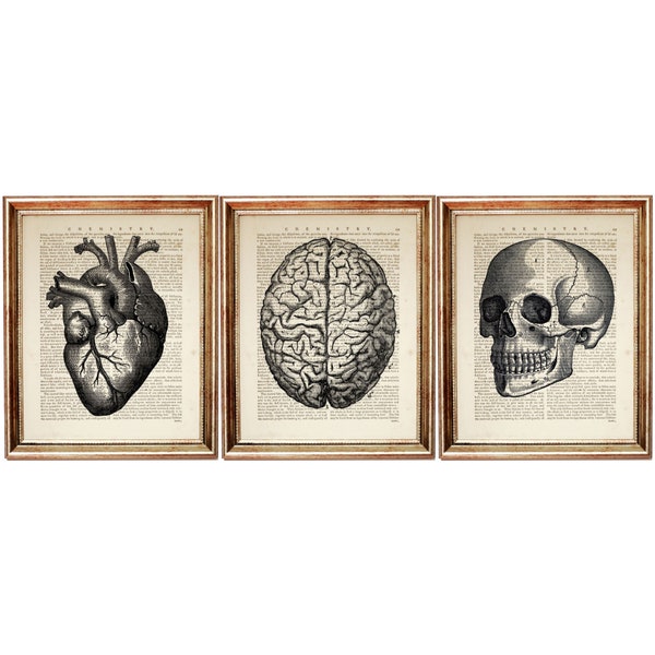 Trio d'impressions d'art coeurs anatomiques, lot de 3 oeuvres d'art murales anatomie humaine, affiche cerveau, collection d'impressions d'art dictionnaire crânes, décoration murale 5 x 7 & 8 x 10