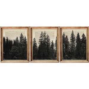 Set of 3 Prints, Forest Art Print, Black and White Forest Dictionary Art Print, Pine Tree Wall Art, Forest Home Decor