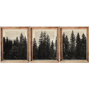 Puede incluir: Un conjunto de tres impresiones enmarcadas que presentan una silueta en blanco y negro de un bosque con árboles altos sobre un fondo de páginas de libros antiguos.