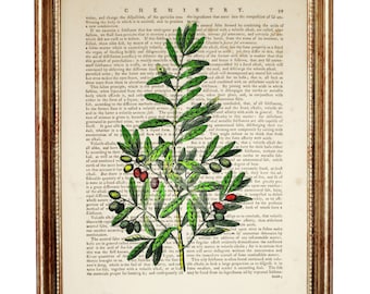 Peut inclure: Une illustration botanique vintage d'une branche d'olivier avec des feuilles vertes, des olives noires et vertes et des baies rouges. L'image est imprimée sur une page d'un livre ancien avec du texte sur la chimie.
