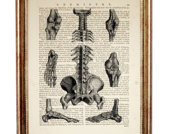 Anatomical Poster, Bones artwork, Spine Dictionary Art Print, Human Anatomy Wall Art, Medical Poster, Anatomical Wall Decor