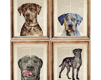 Set di 4 stampe di cani leopardo Catahoula, dizionario d'arte vintage per animali domestici