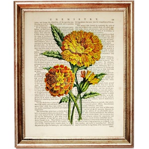 Stampa artistica del dizionario dei fiori di calendula, stampa botanica, stampa artistica di calendula, opera d'arte di calendula, poster di illustrazione botanica