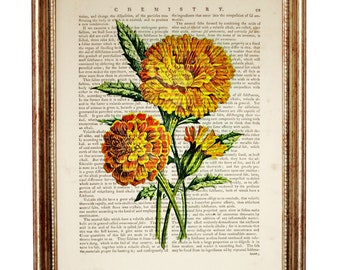 Ringelblumen Lexikon Kunstdruck, Botanische Illustration, Ringelblumen Kunstdruck, Ringelblumen Kunstwerk, Botanische Illustration Poster