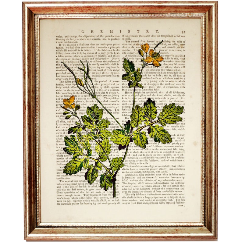 Set of 3 Prints Botanical Herbal Art Print, Herbal Dictionary Art Print, Botanical Prints Set of 3, Botanical Wall Art image 5