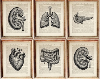 Set og 6 Prints Human Anatomy Dictionary Art, Vintage Medical Wall Art, Organ Illustration Poster, Clinic Decor Artwork