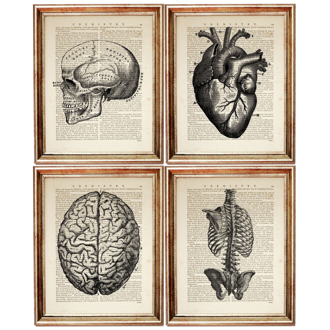 Anatomy Art Print Set, Anatomy Poster, Set of 4 Prints, Skull Wall