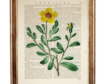 Stampa artistica del dizionario dei fiori selvatici gialli, illustrazione botanica