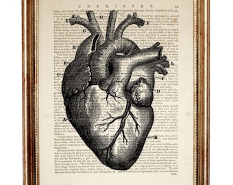 Anatomy Heart Art Print, Medical Wall Decor, Human Anatomical Poster