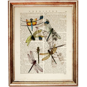 Dragonfly Art Print, natuurlijke historie vintage woordenboek boekenpaginakunst, natuurmuurdecoratie, cadeau insectenliefhebber