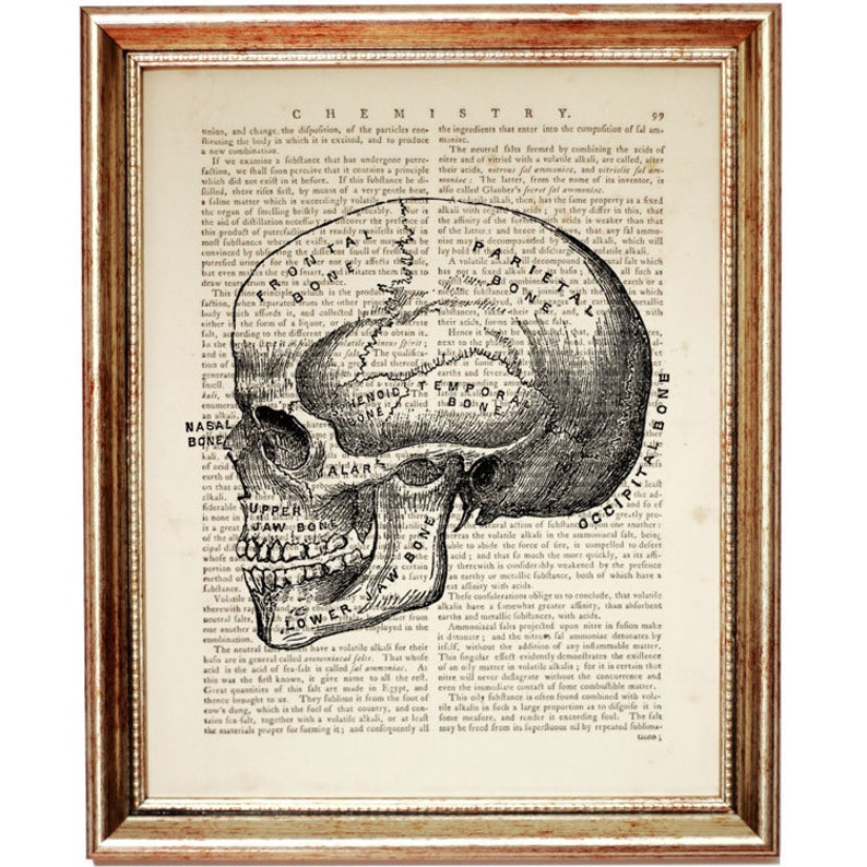 Anatomy Art Print Medical Brain Artwork Human Heart Art Brain Dictionary Art Print Human Skull Decor Set of 3 Prints