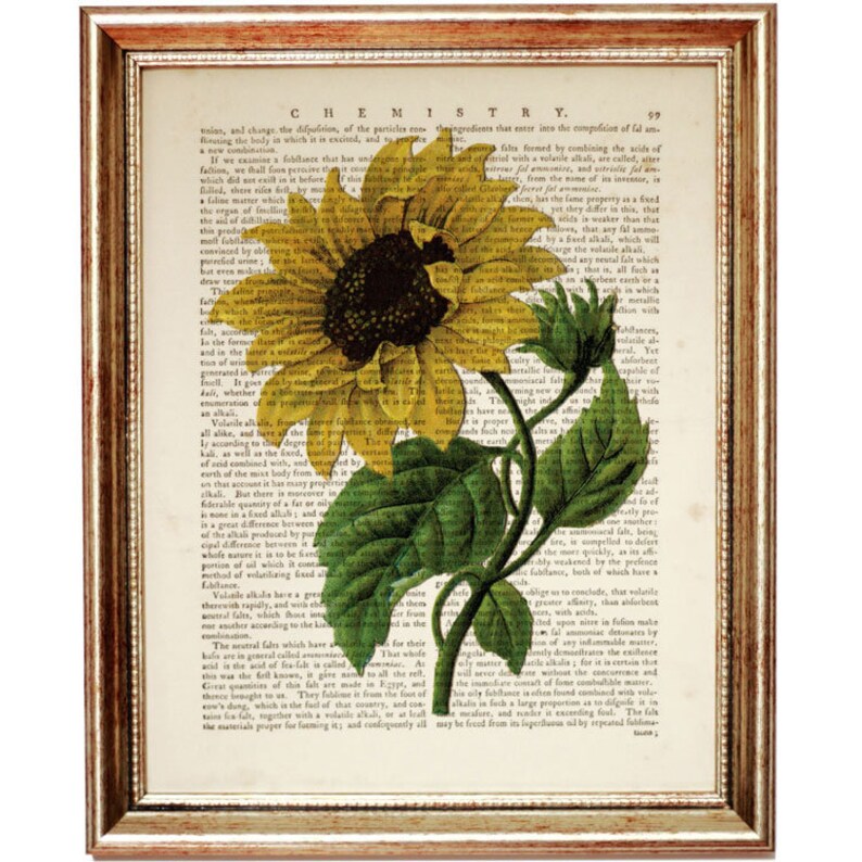 May include: A vintage botanical illustration of a sunflower with yellow petals and a dark brown center. The sunflower is depicted against a background of old, printed text.