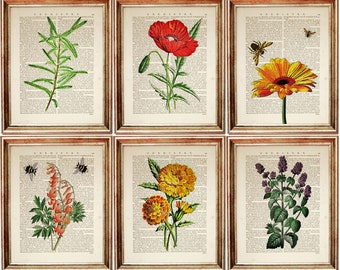 May include: Set of six vintage botanical prints featuring illustrations of flowers and insects. The prints are framed in gold and have a white background with black text.