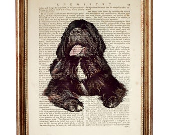 Estampado de perro Terranova, retrato de mascota, arte de página de diccionario vintage