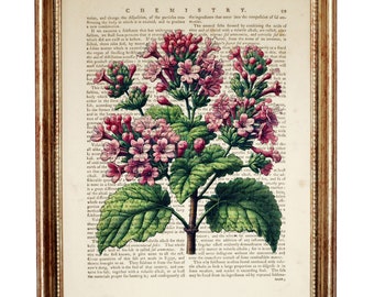Stampa artistica vintage con dizionario botanico di fiori rosa, pagina di libro verde da parete, arte floreale antica, arredamento botanico per la casa