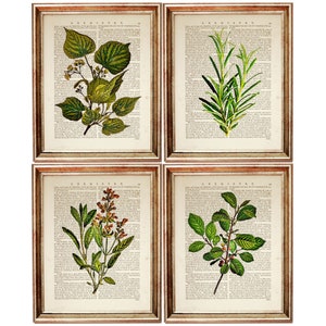 4er Set Prints, Botanische Wandkunst 4er Set, Kräuter Prints Set 4, Kräuterlexikon Kunstdruck, Wildblumen botanische Wandkunst