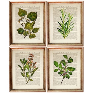 Set of 4 Prints, Botanical Wall Art Set of 4, Herb Print Set 4, Herbal Dictionary Art Print, Wild Flower Wall Art, Botanical