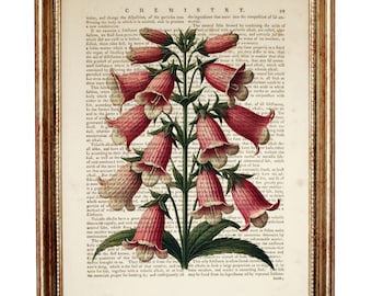Bellflower Botanical Print, Antique Dictionary Art
