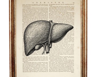 Lámina artística del diccionario del hígado humano, arte mural de anatomía, póster médico vintage, obra de arte de biología
