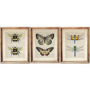May include: Set of three vintage-style prints featuring a bumblebee, a butterfly, and a dragonfly. Each insect is depicted in detail on a background of old book pages.
