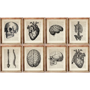 Set of 8 Prints, Human Anatomy Art Print Poster, Skull Wall Decor, Brain Dictionary Art Print, Heart Artwork