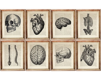 Set of 8 Anatomy Prints, Anatomical Dictionary Book Pages, Skull, Heart, Brain, Spine,  Ribcage Medical Art Collection