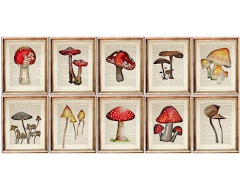 Set med 10 tryck, svamptryck, svampväggdekor, svampposter, svampkonstverk, konsttryck med botanisk ordbok