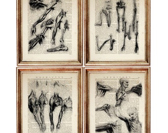 Da Vinci Anatomical Print Set of 4, Human Anatomy Poster, Medical Wall Art, Muscle Anatomy Drawings, Dictionary Art Prints, Gift for Doctor