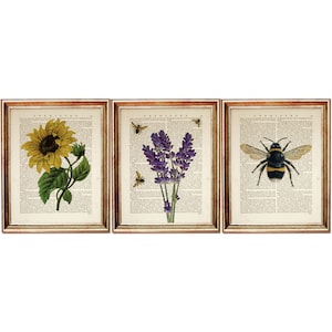 May include: Set of three framed prints featuring vintage botanical illustrations of a sunflower, lavender flowers, and a bumblebee on a background of old book pages.