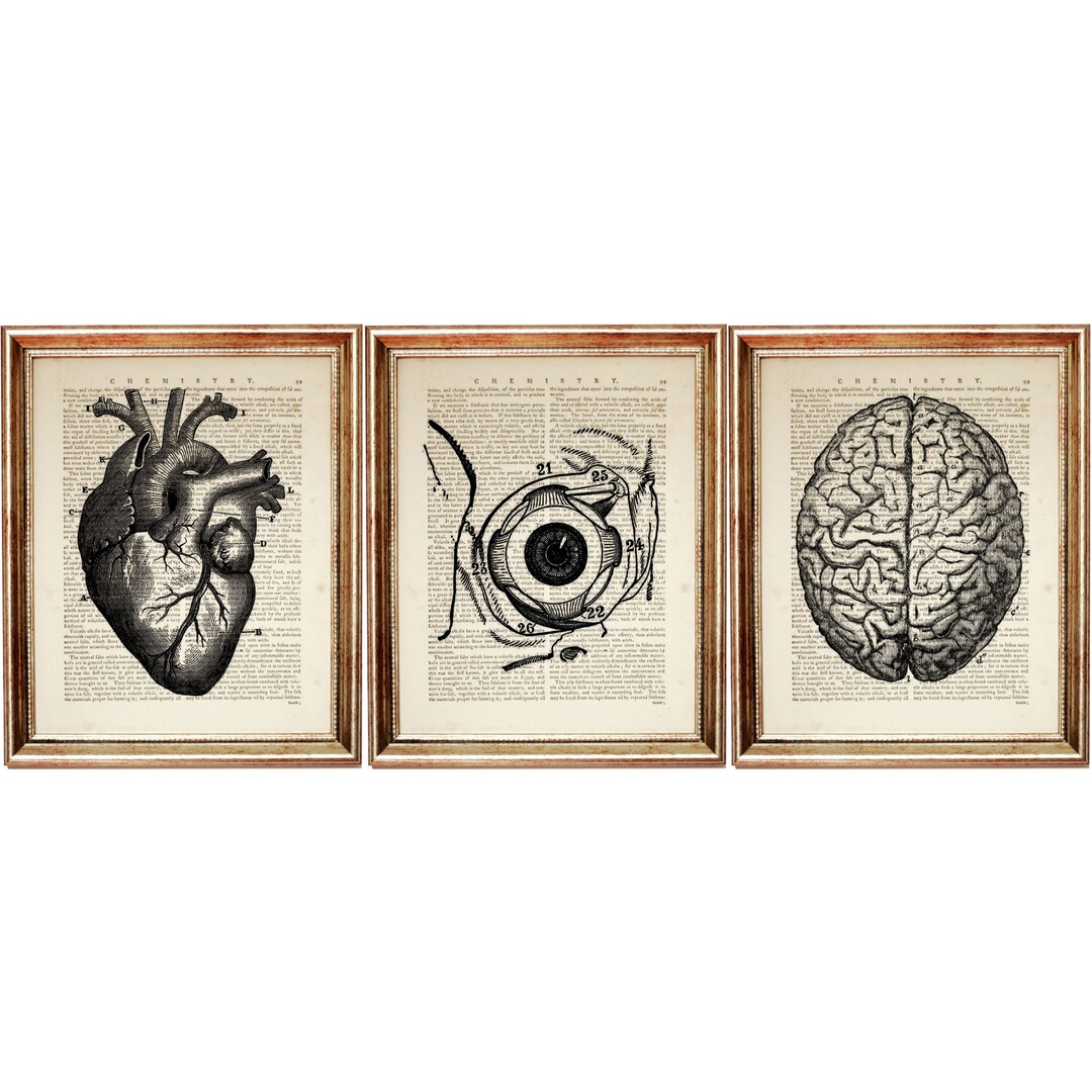 Set of 3 Anatomical Heart, Eye, Brain Prints, Anatomy Dictionary Art - Etsy