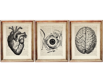 Set di 3 stampe anatomiche di cuore, occhio, cervello, dizionario di anatomia