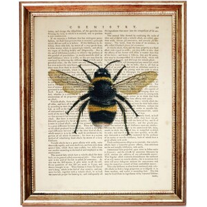 May include: A vintage book page with a detailed illustration of a bumblebee with black and yellow stripes. The text on the page discusses the chemical properties of salts.