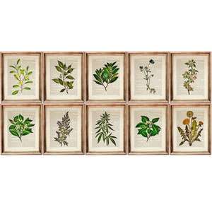 Botanical Dictionary Art Print Set: Herbal Greenery Home Decor