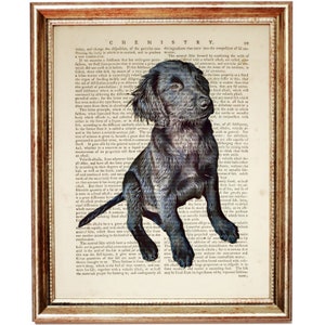 Könnte beinhalten: Eine Schwarzweißillustration eines Hundes, der auf einer alten Buchseite sitzt. Der Hund ist ein Flat-Coated Retriever. Die Buchseite enthält Text über Chemie.